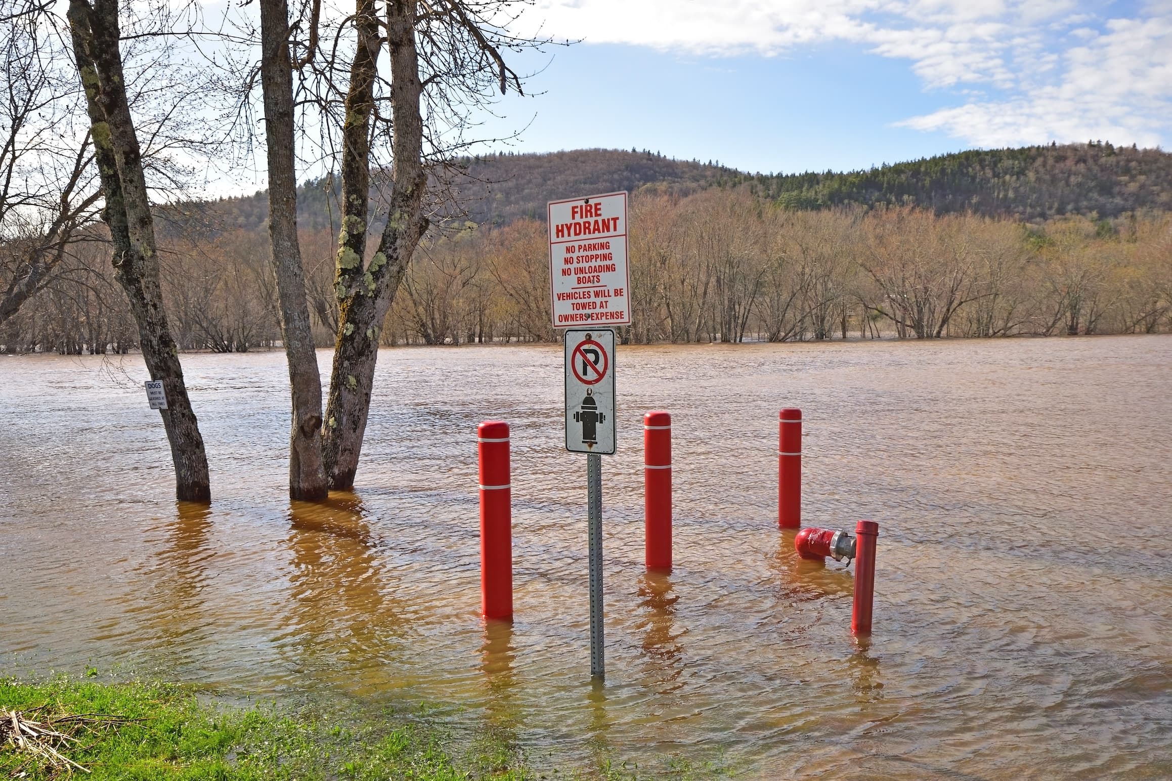 Flooded area with submerged fire hydrant sign and trees.