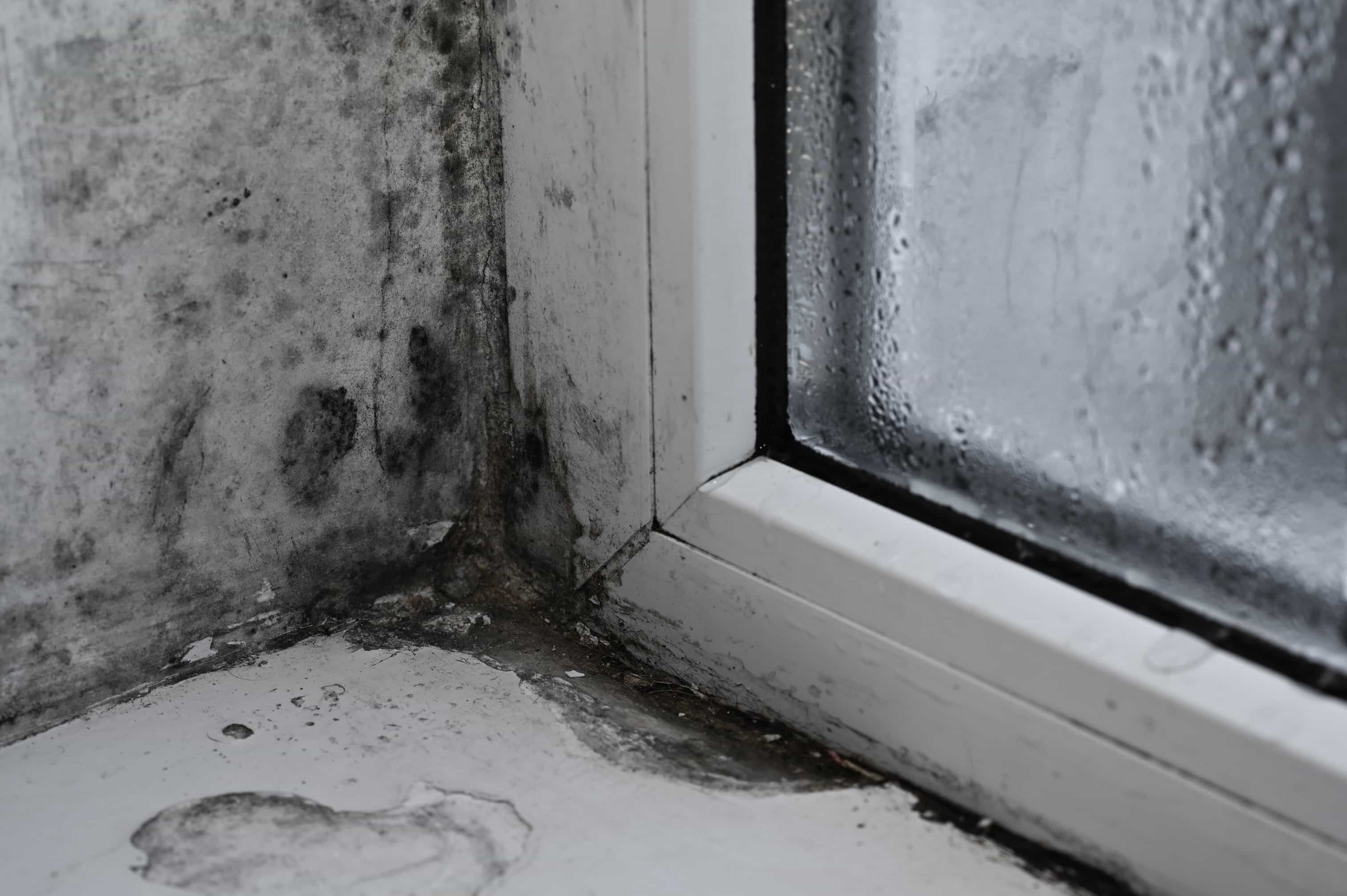 20 Signs of Mould in Your Home and What to Do About Them