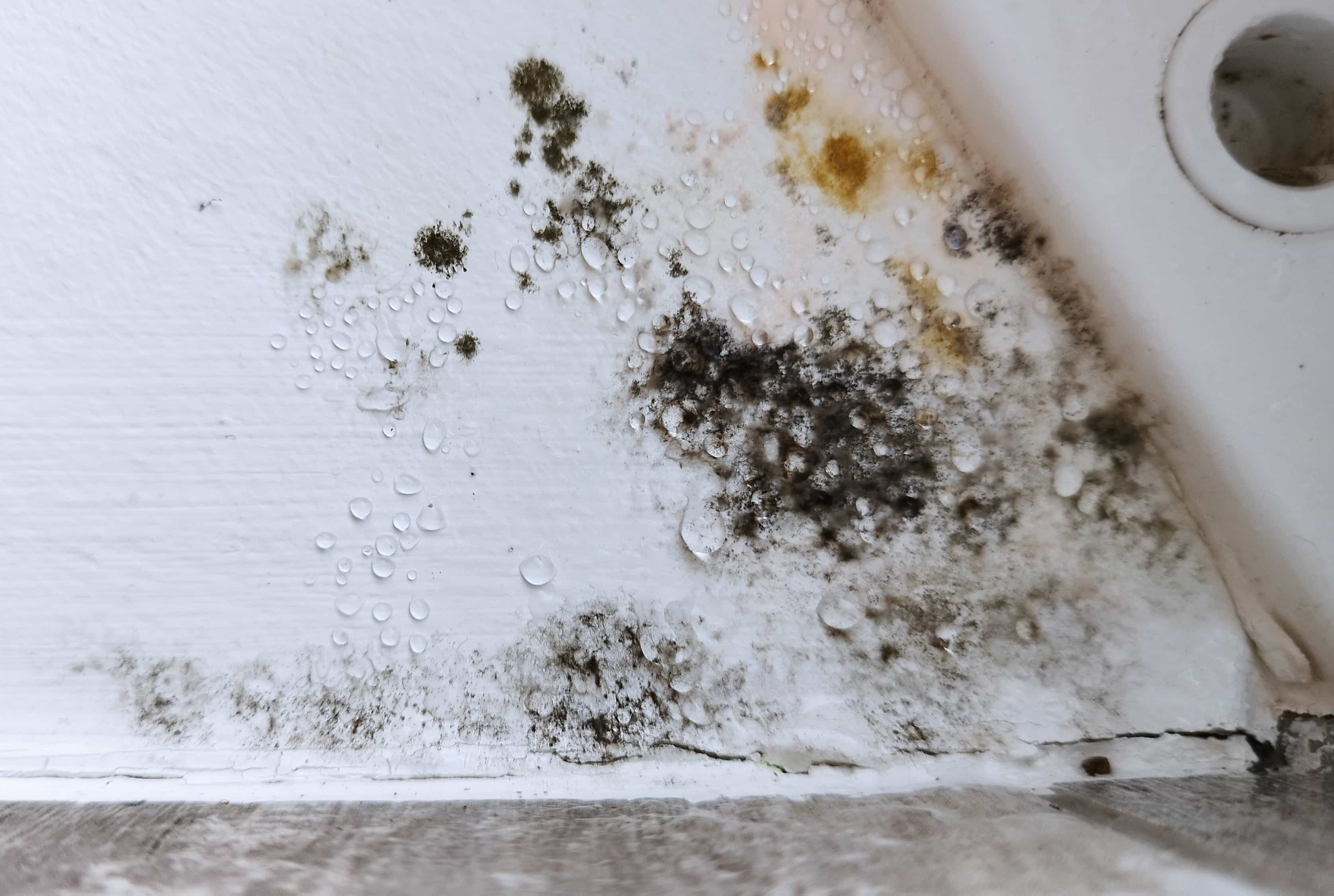 Mould on Walls: What to Clean, What to Cut Out, and How to Prevent It Coming Back