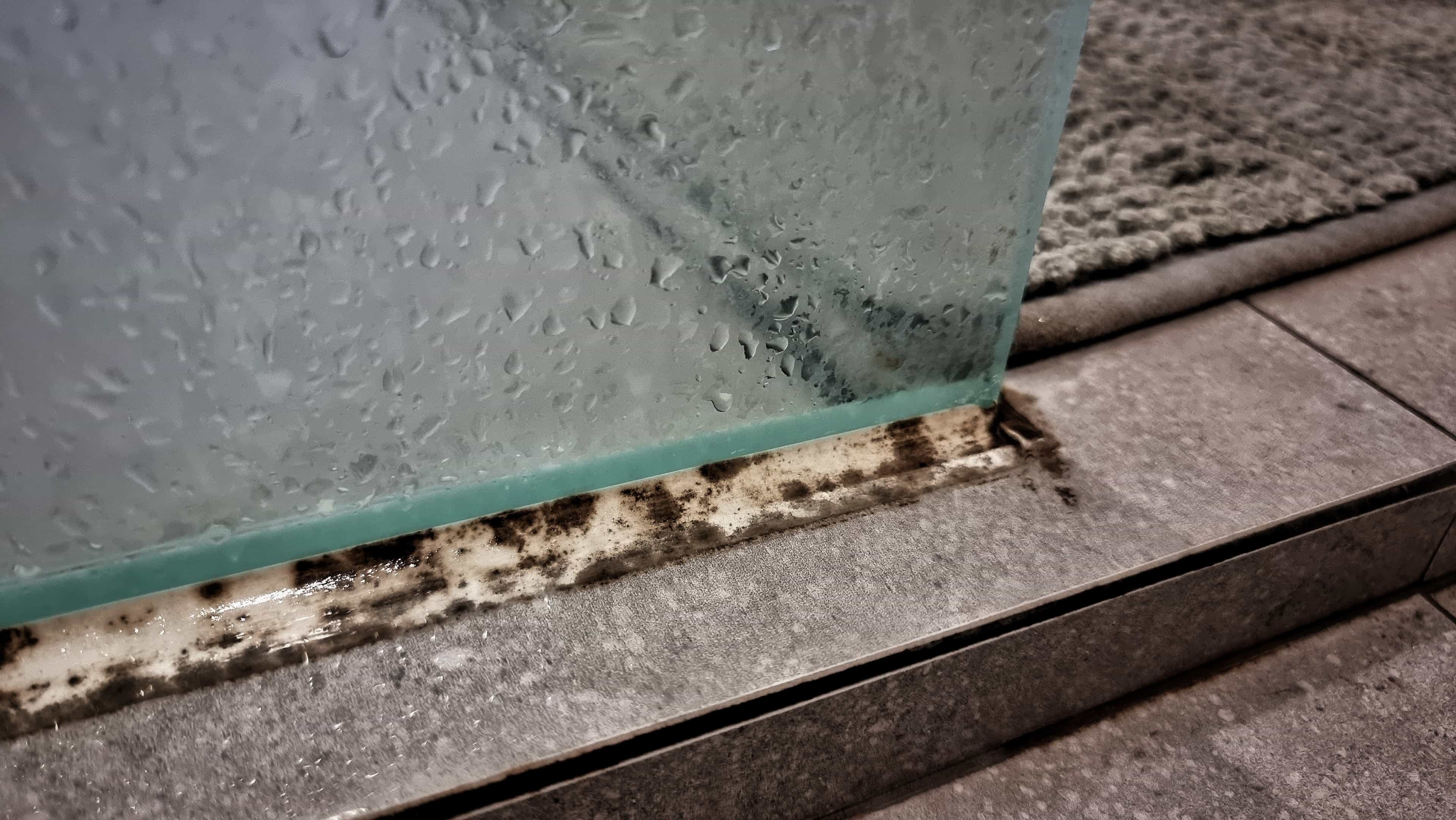 Indoor Mould Explained: How to Spot It, Remove It Safely, and Know When to Call a Pro