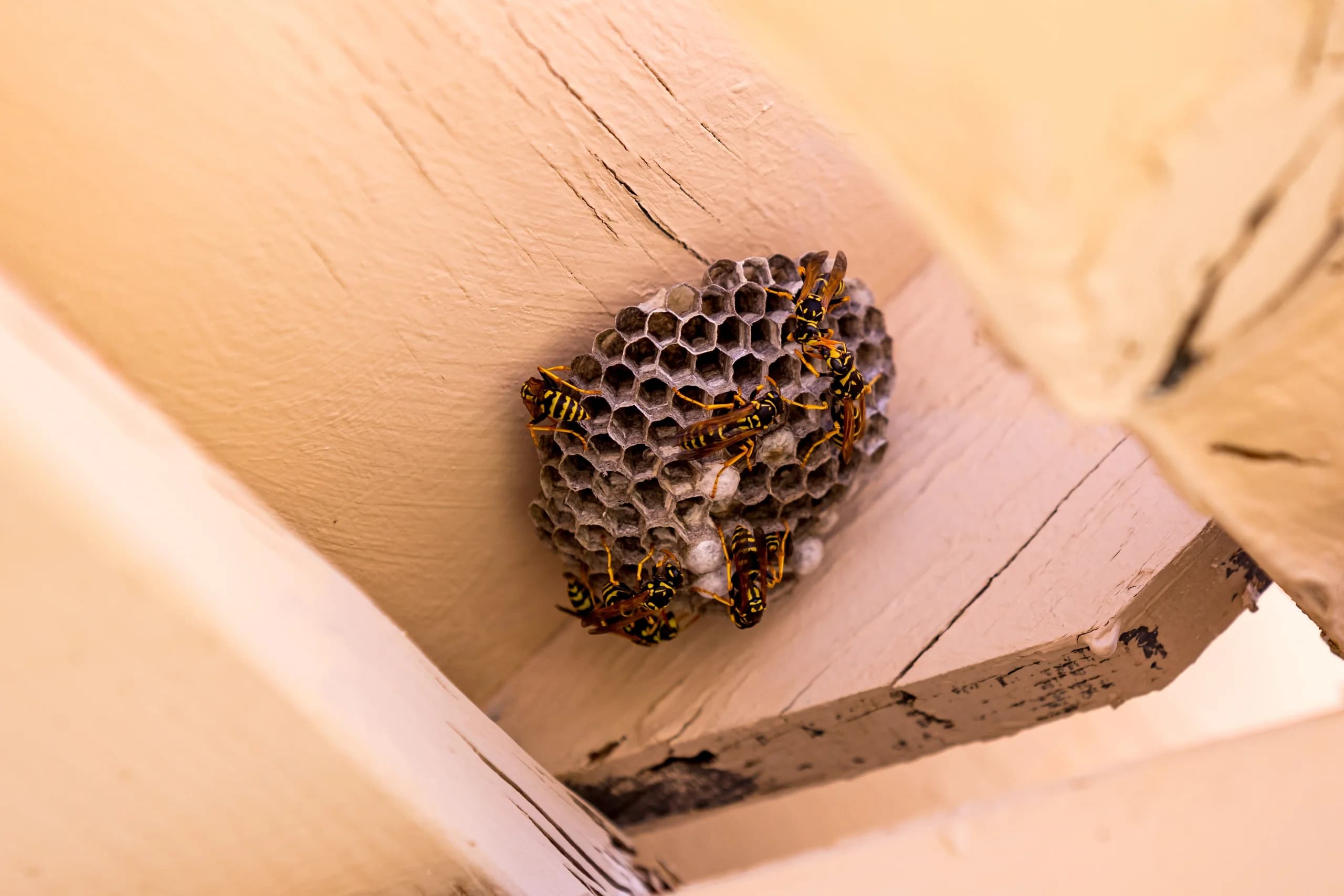 Wasp Nest Removal vs Waiting for Frost: When Each Makes Sense in Canada