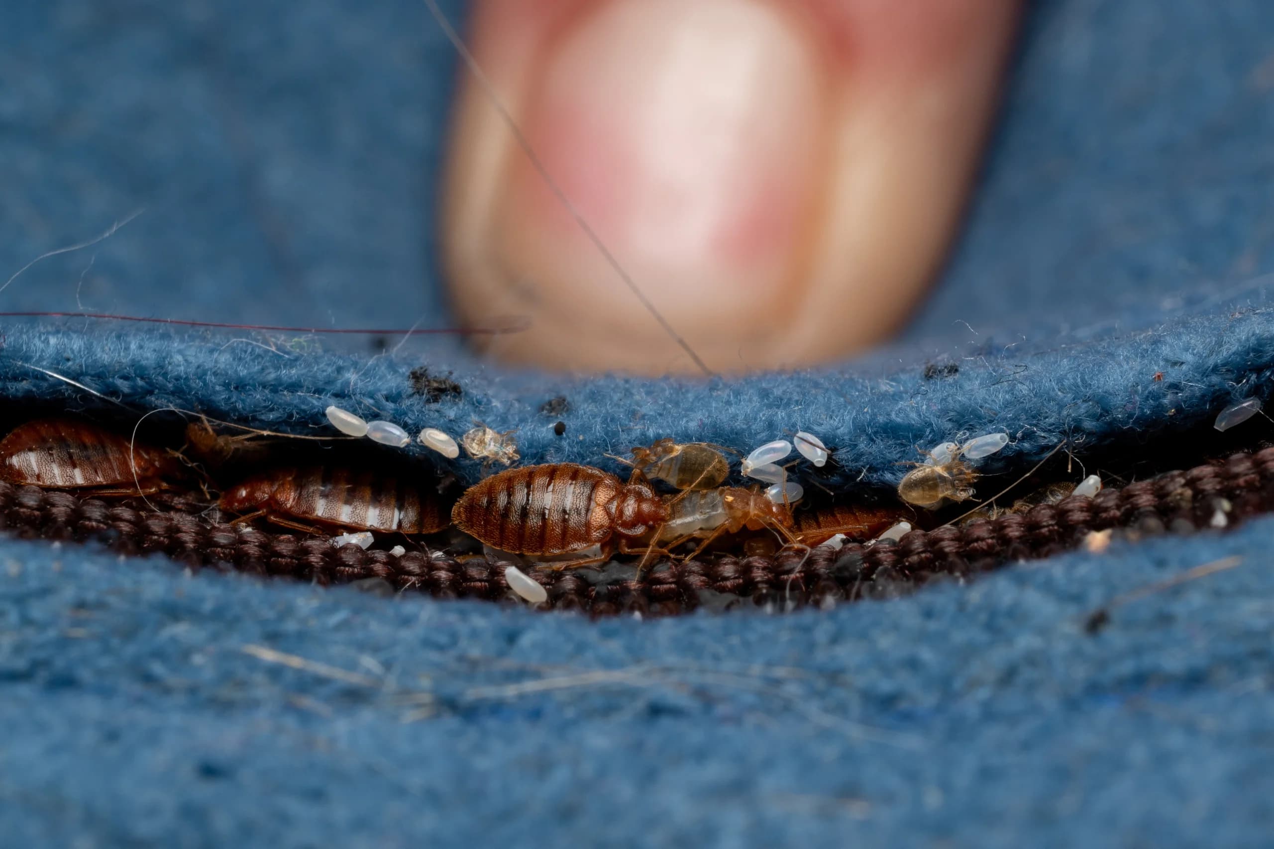 Why Bed Bug Treatment Quotes Vary So Much: The Cost Drivers That Matter Most