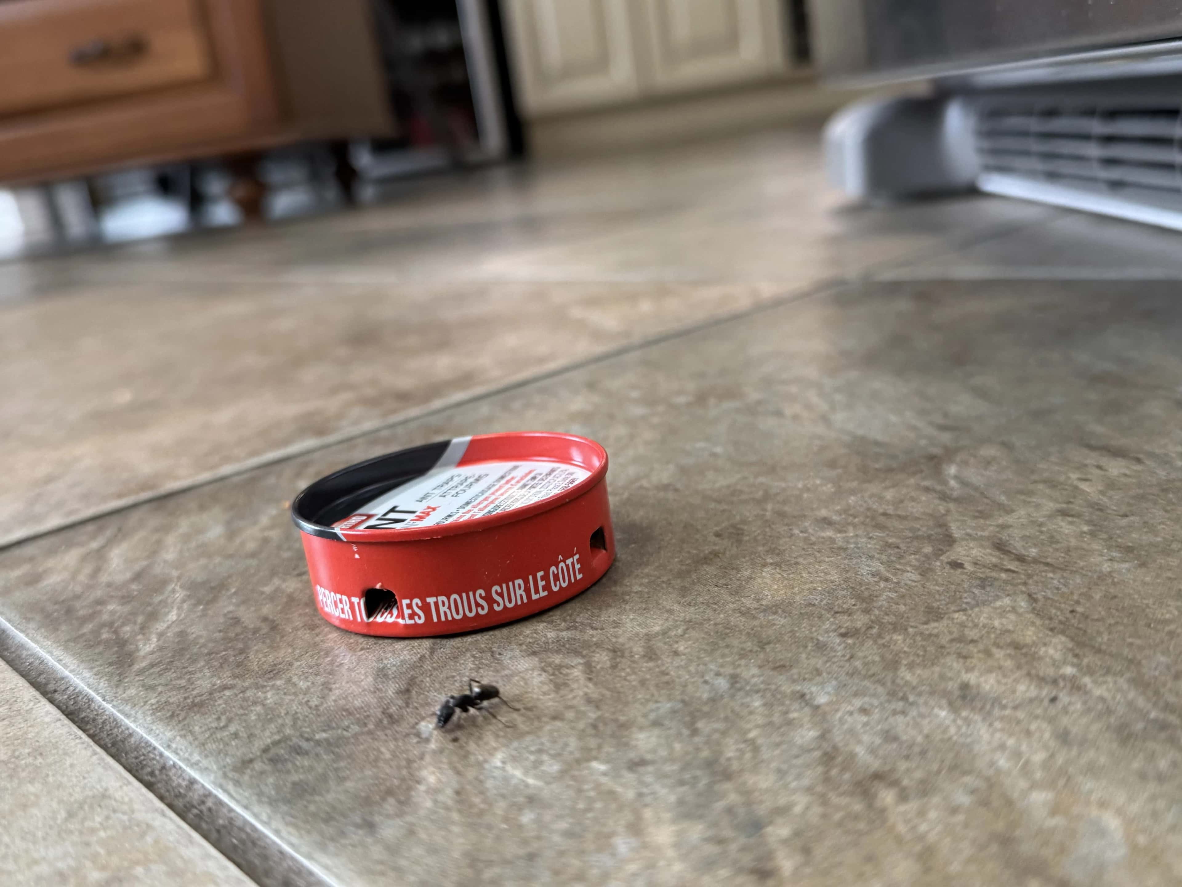 Ant Traps vs Ant Sprays: What Works Better Indoors (And Why)