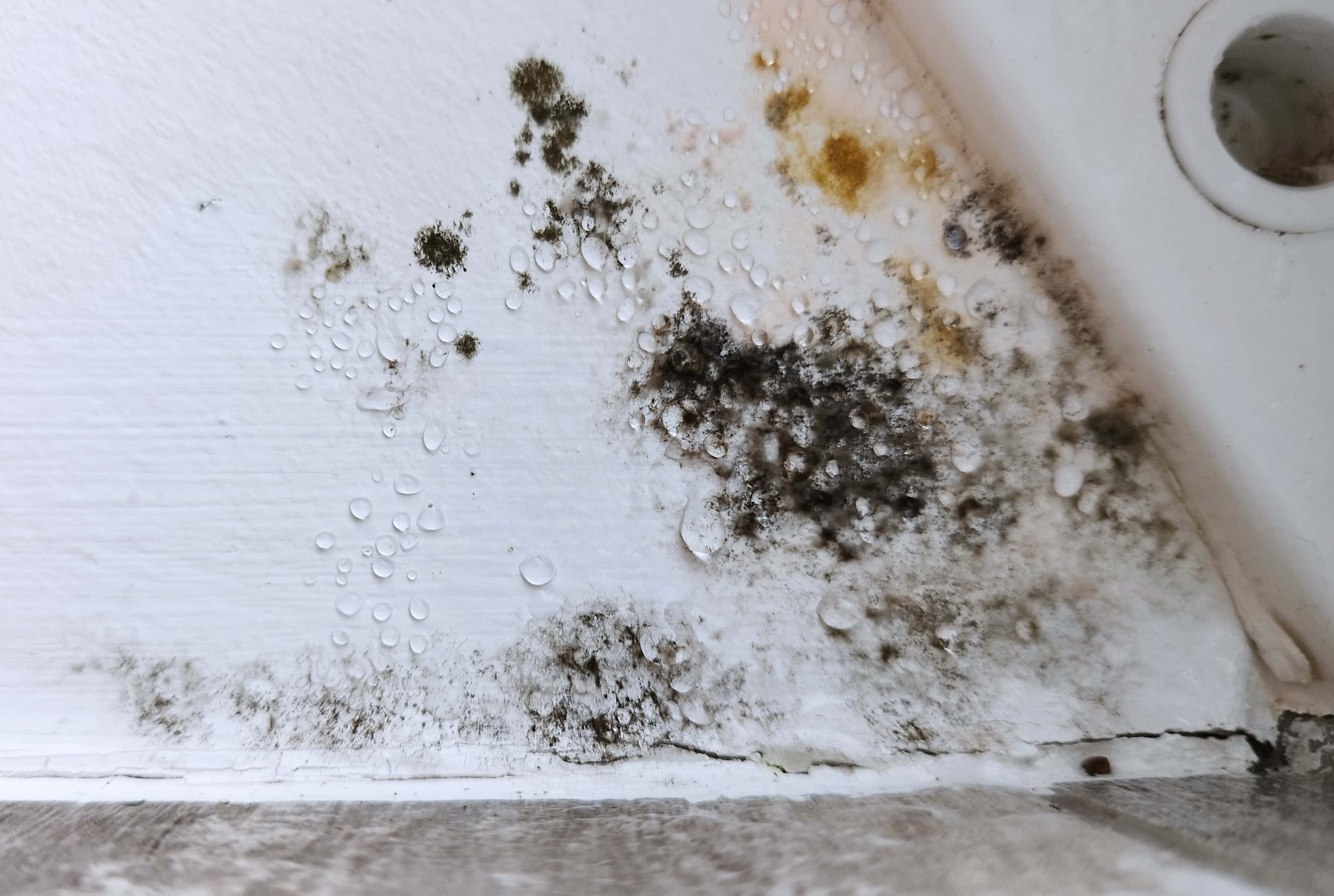 Mould on Walls: What to Clean, What to Cut Out, and How to Prevent It Coming Back