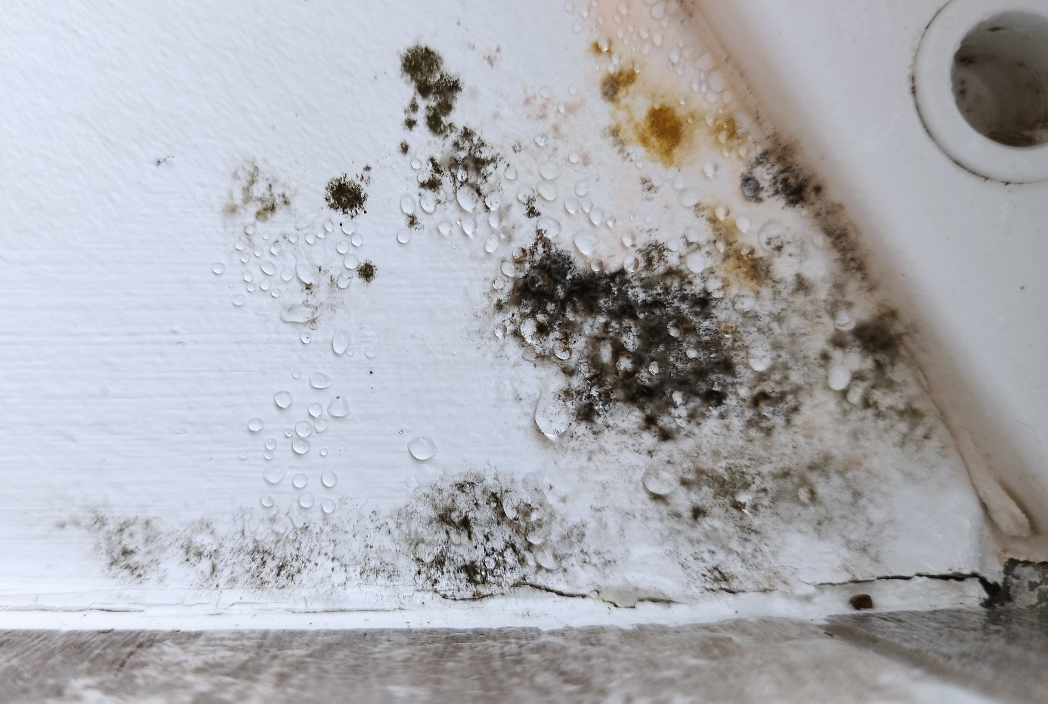 Mould on Walls: What to Clean, What to Cut Out, and How to Prevent It Coming Back