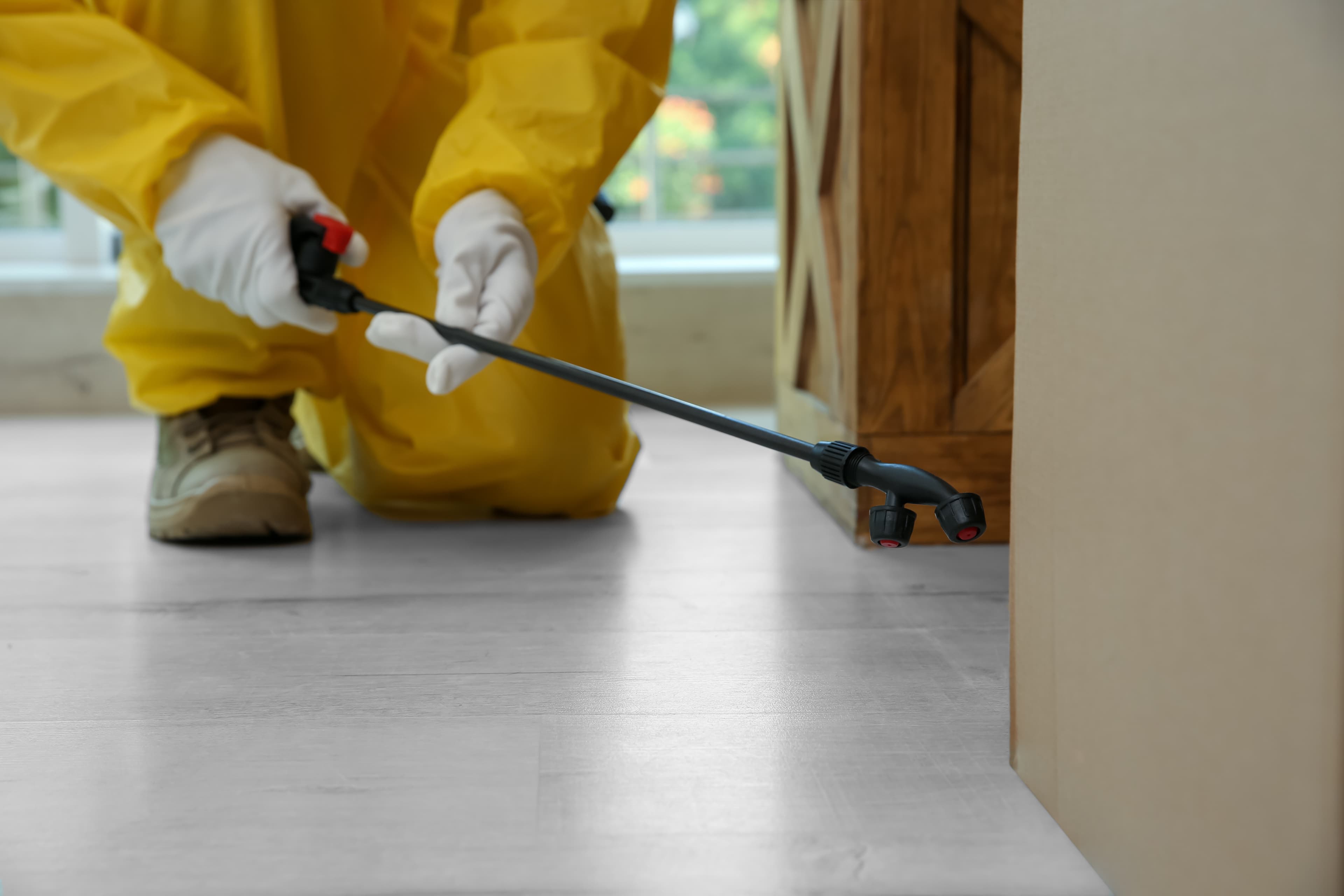Professional Pest Control vs. DIY: How To Know When To Call A Pro