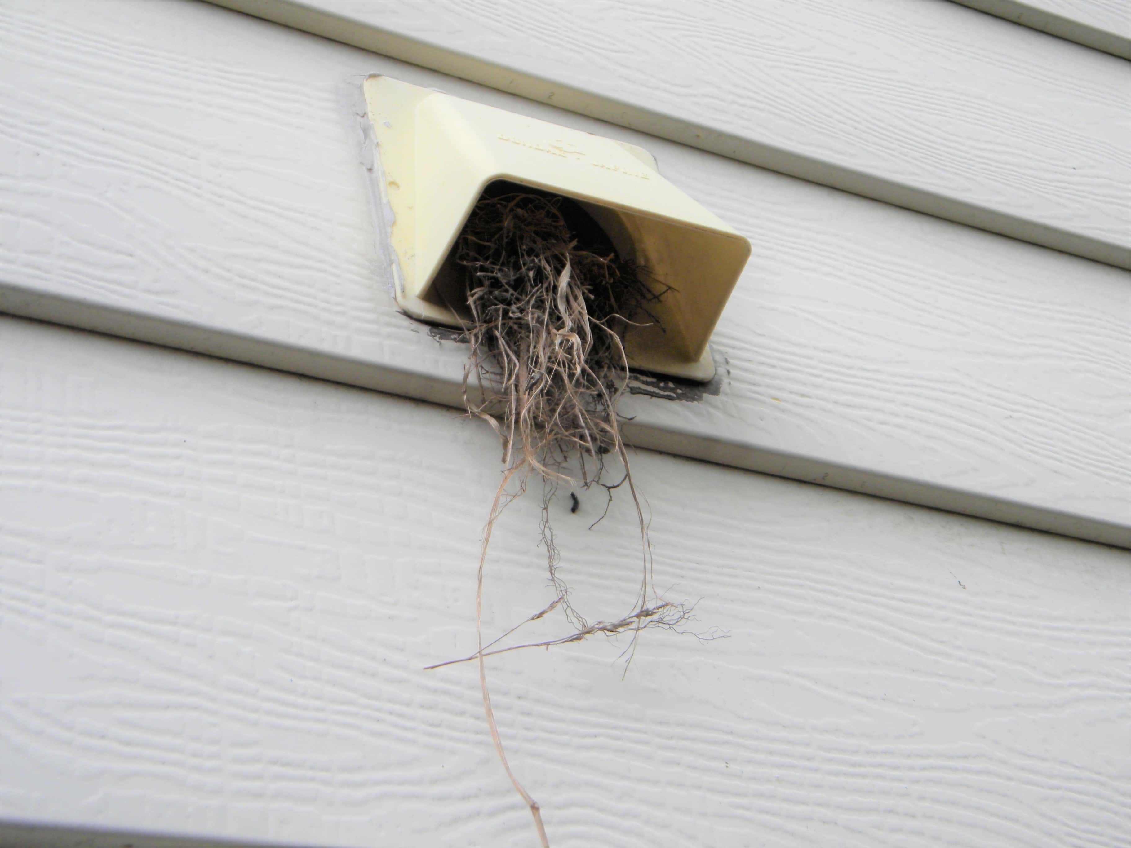 Signs Birds Are Nesting in Your Bathroom or Dryer Vent (And What to Check First)