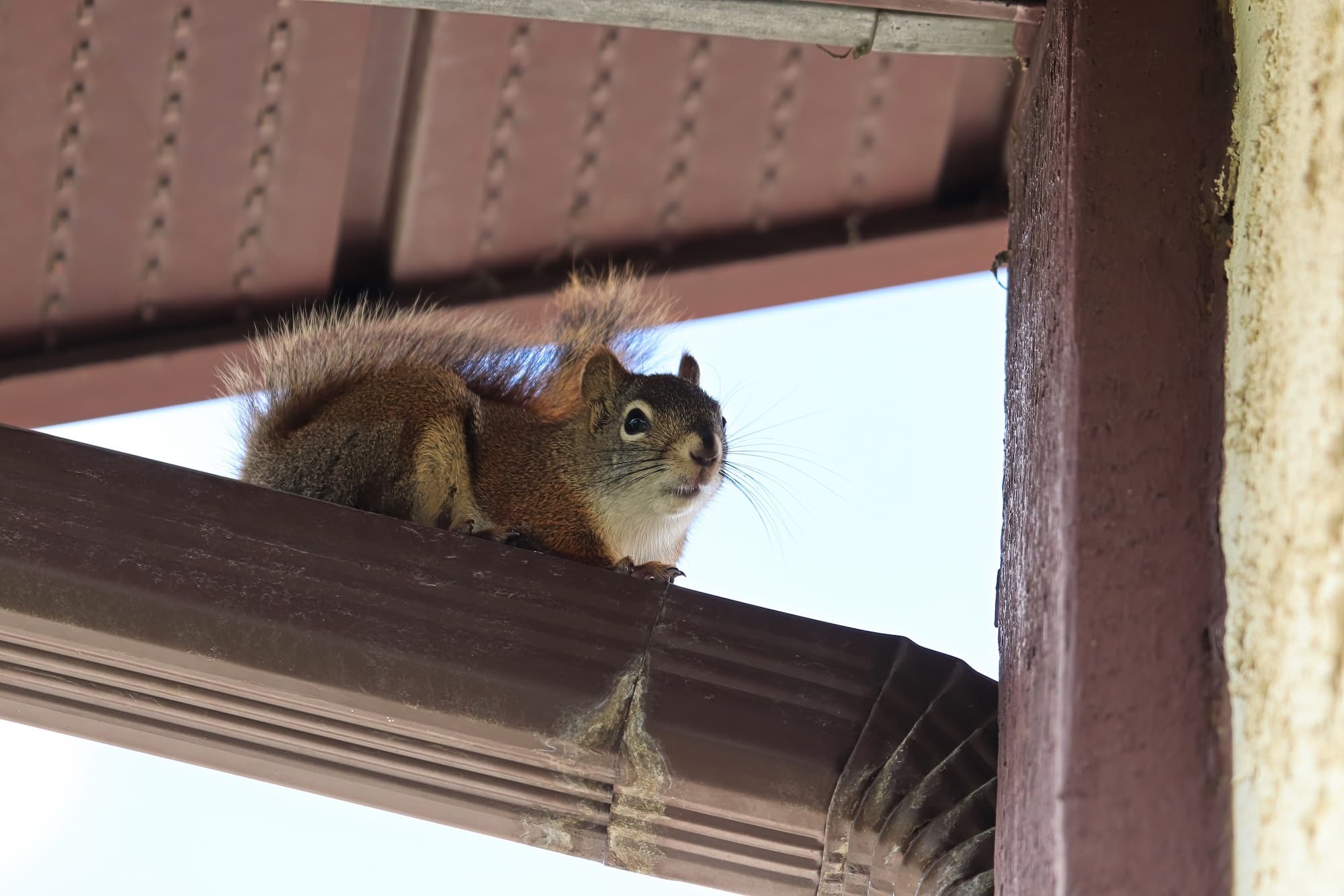 How to Get Rid of Squirrels in Your Attic (Before They Cause Serious Damage)